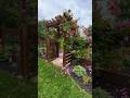 Shortvideo Nature Flowers Song Love Garden Rose