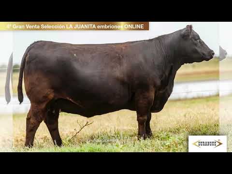Surangus - Lote 1