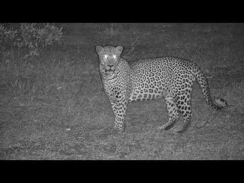 Djuma: Leopard-Molwati male - 03:24 - 10/17/19