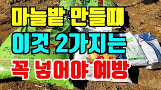 마늘밭 만들때 가장 중요한 2가지는 반드시 넣으세요