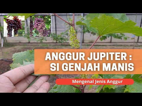 , title : 'Mengenal Jenis Anggur : Anggur Jupiter Anggur Genjah dan Berbuah Lebat'