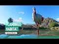 Greater Flamingo Habitat Planet Zoo Speed Build