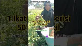 Download lagu Panen Kemangi Harganya 10-30 K Satu Ikat Besar/Daeng Ranne#Shorts mp3