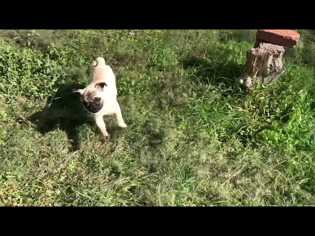 Pug cachorro en venta