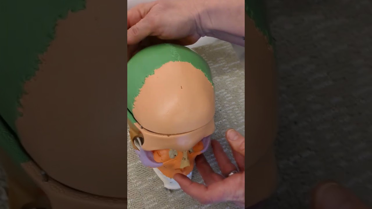 Human Skull Bones (Overview)