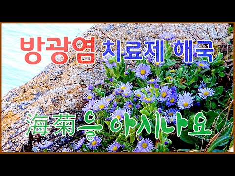 , title : '야생화의신비 57편 해국The mystery of wildflowers 57#한국의야생화Korea's Saint#토종꽃Native flowers#들꽃Landflower'
