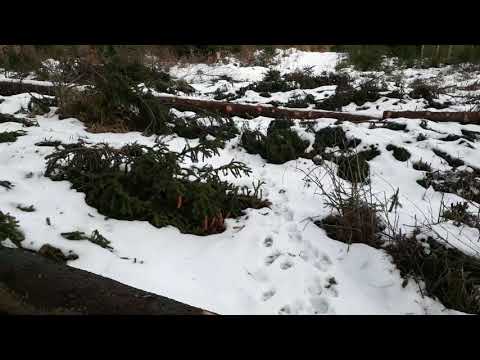 Běh Kubova Huť - Čkyně