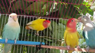 Download lagu Lovebird Paradise – Cute & Romantic Birds Moments mp3