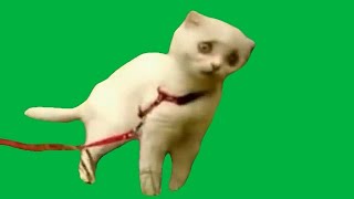 【猫ミーム素材】ガンつけ猫（ヤンキー猫） #猫ミーム #猫 #猫マニ #猫ミーム素材