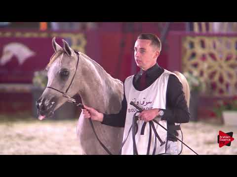 N.67 NAAEEM AL WAAB - 2019 Qatar International show - Yearling Colts (Class 4A)