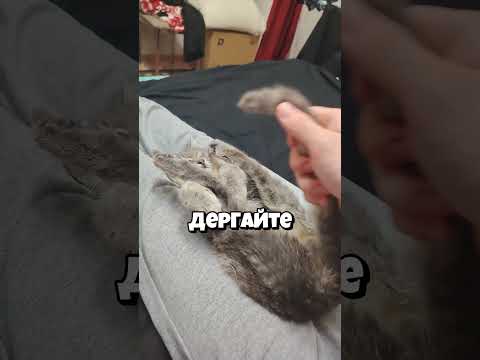 Пушистая коробка передач!