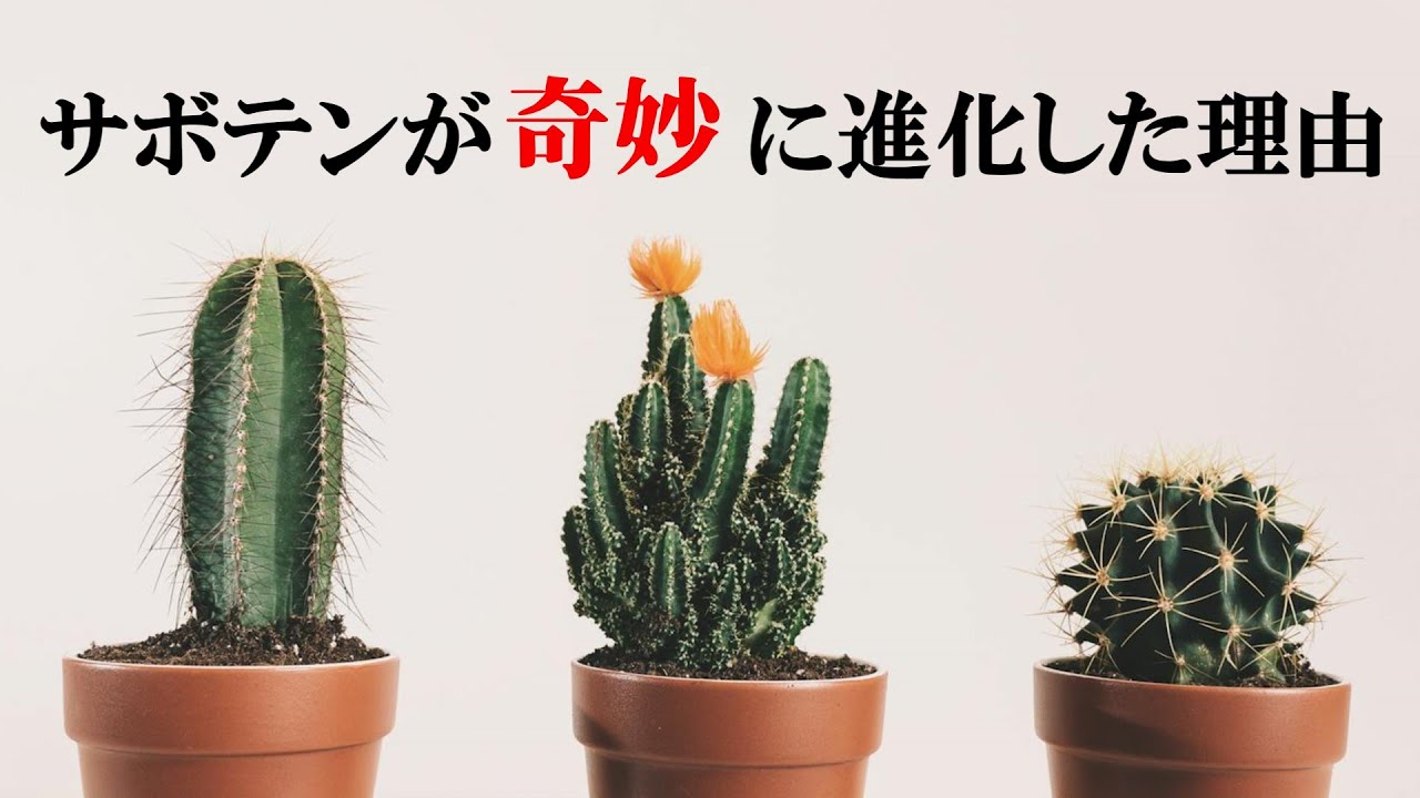 【ゆっくり解説】サボテンの進化