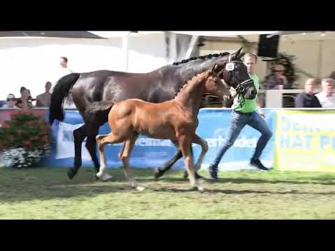 Stutfohlen von „Von und Zu“