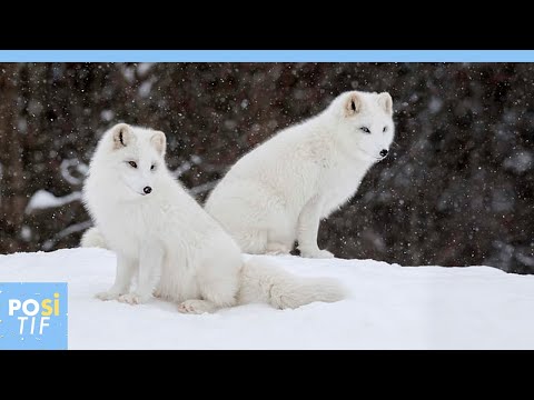 Les belles retrouvailles d’un couple de renards polaires | Positif
