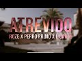 ATREVIDO Roze X Perro Primo X L Gante