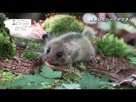 ヤマネの日と天気 自然と動物