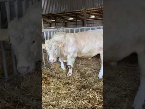 , title : 'Charolais bull'