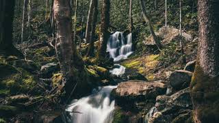 The Tennessee Prowler- Bigfoot’s Wilderness