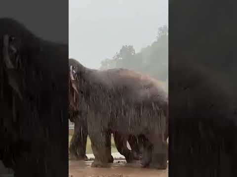 Rain is a celebrity moment for elephants #shorts #elephant