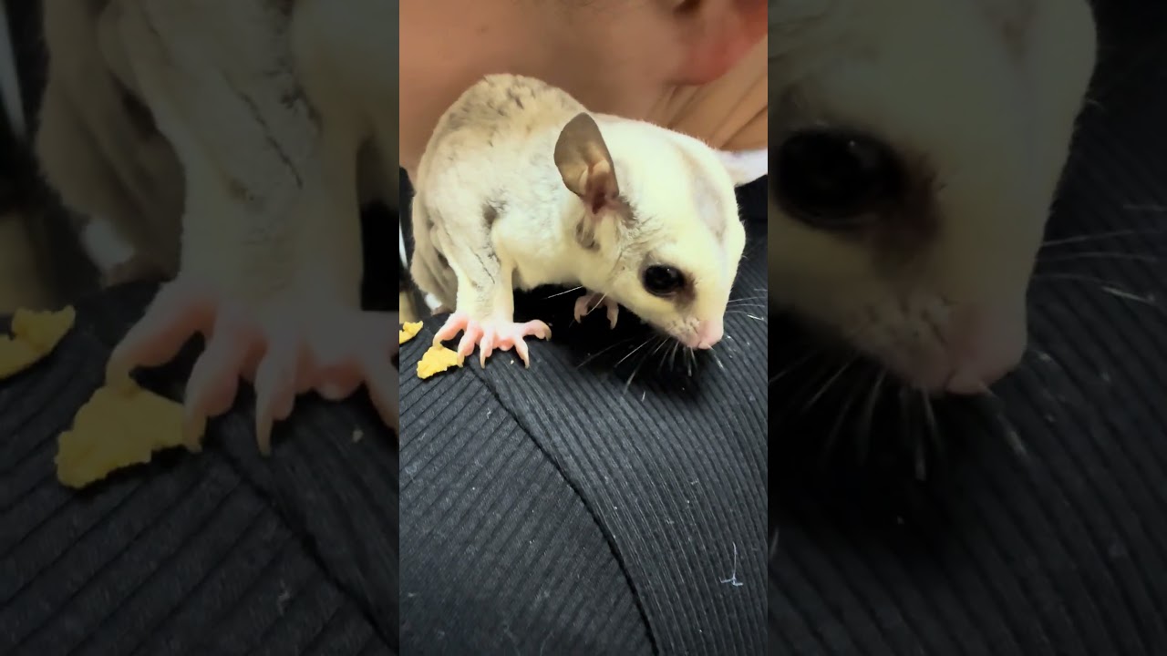 【フクモモ咀嚼音シリーズ】フクロモモンガの飼い方は本編投稿でどうぞ！