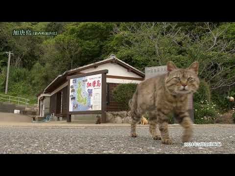 【佐賀県唐津市の風景：4K映像】加唐島【鎮西町加唐島】(令和6年5月30日撮影）