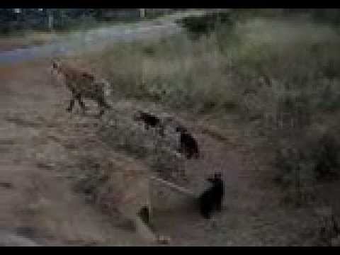 The Much Maligned Hyena