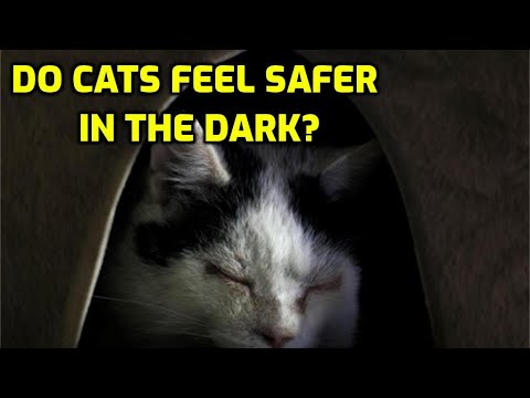 Do Cats Like To Sleep In Dark Places?
