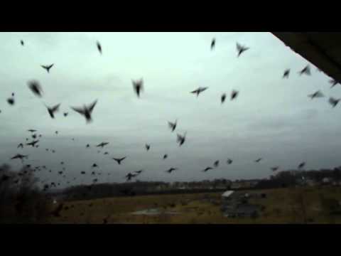 Flock of Red-wing Blackbirds over the House