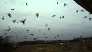 Flock of Red-wing Blackbirds over the House