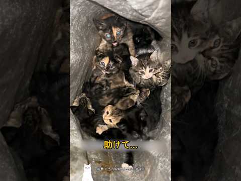 The girl who gave a paradise to a stray cat