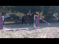 Nikita de Molion, Jument, 3 ans, Bai; SF, toise 1. 70