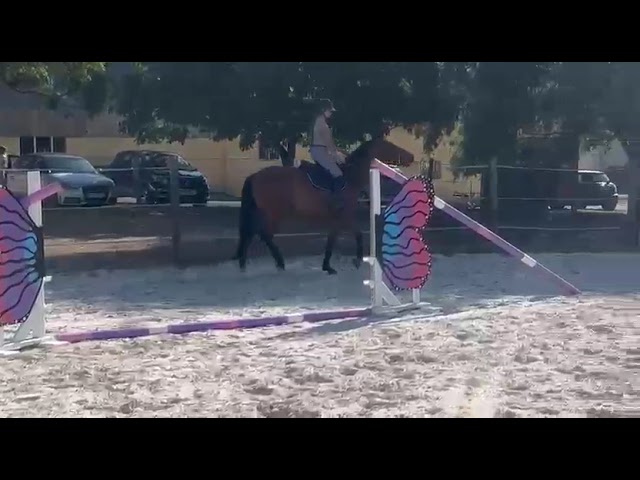 Nikita de Molion, Jument, 3 ans, Bai; SF, toise 1. 70
