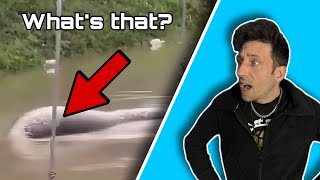 5 Viral Animal Moments Finally Explained.