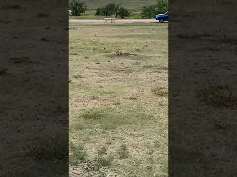 You will have prairie dog neighbors.