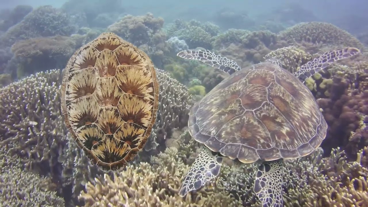 Ed Koehler Green Sea Turtle 1