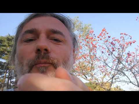 Głóg chiński inaczej pierzastolistny, Crataegus pinnatifida