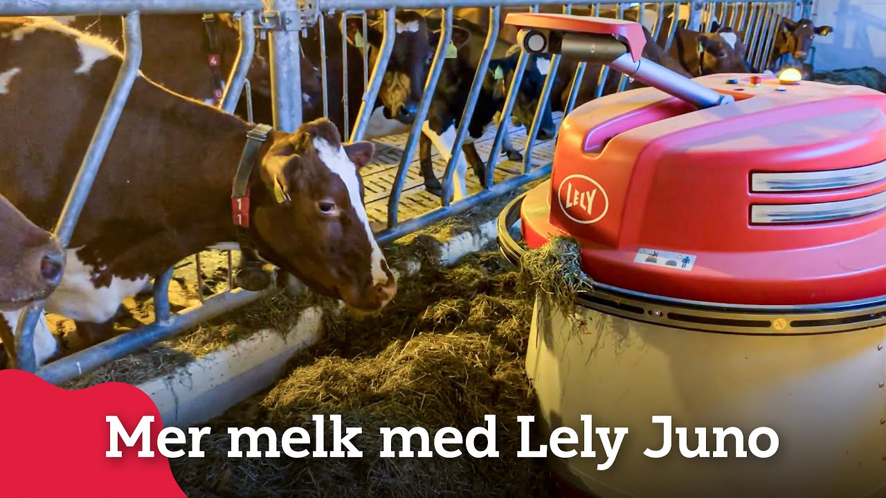 Lely Juno hos Geir Lohn