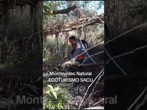 Montevideo Natural  Melilla Uruguay