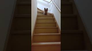 降りたくない犬vs降りて欲しい飼い主