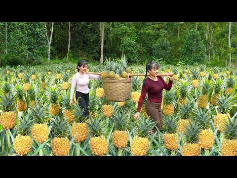 Harvesting Many Pineapple with NHẤT, Use Truck To Transport Lots Of Pineapple Go To Market Sell