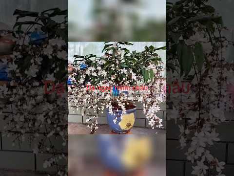 DẠ NGỌC MINH CHÂU