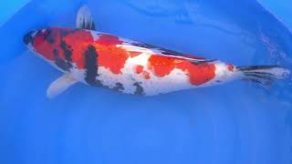 video van Meerstaps Showa SH-V20-457