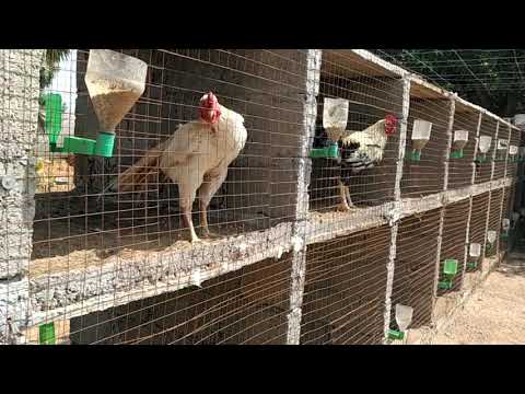 Pandem punjulu Mettavaatam