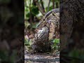 Water Monitors Deadly Swimming Lizards