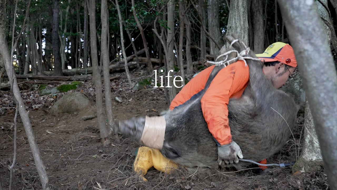 【里山狩猟生活#30】大物イノシシを獲って、解体し、食べるまで