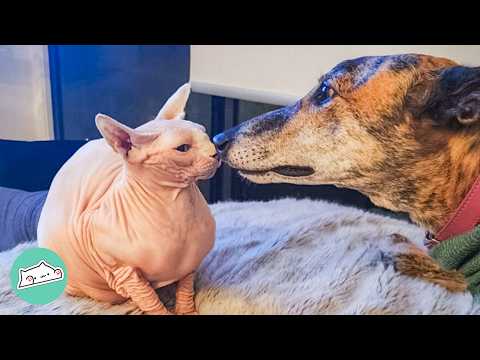 Ex-racing Greyhound Gets Paw Massages From Cat Every Day | Cuddle Buddies