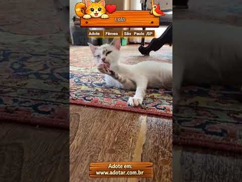 Vídeo de Lola