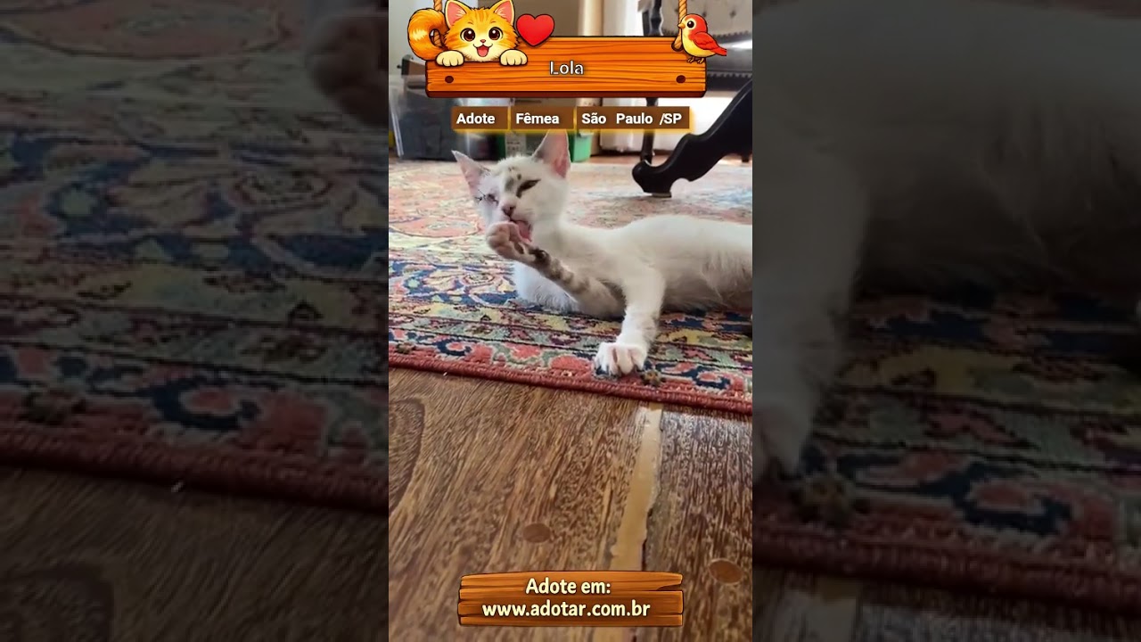 Gato raça SRD-ViraLata idade 2 a 6 meses nome Lola
