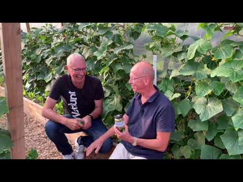 Gurkorna från Åsen - Smörgåsgurka med attityd