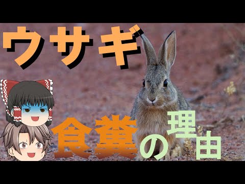 メスのウサギがウサギを食べる理由